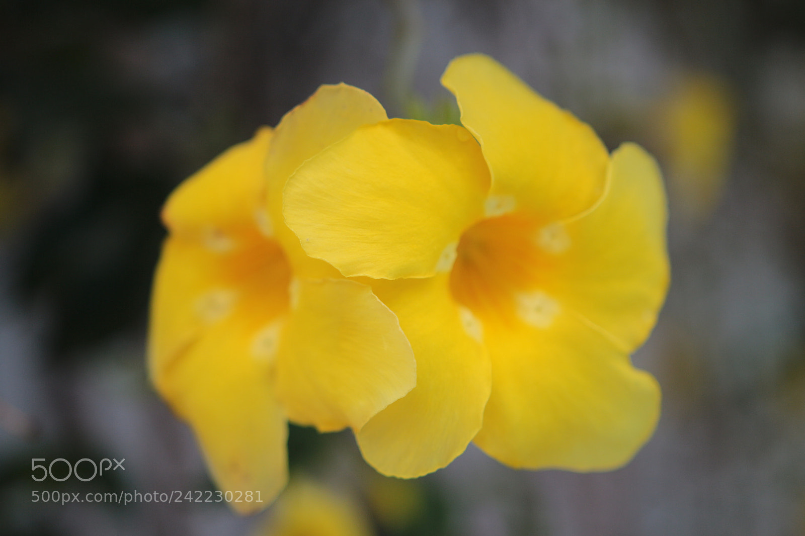 Canon EOS 650D (EOS Rebel T4i / EOS Kiss X6i) sample photo. Flowers photography