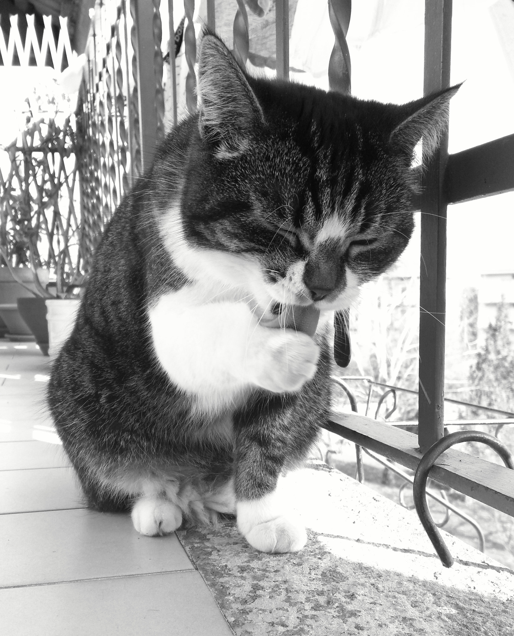 HUAWEI G7-L01 sample photo. #cat photography