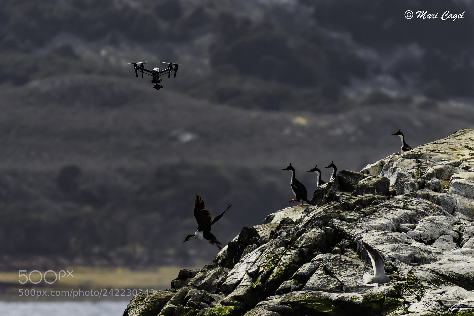 Nikon D500 sample photo. Of drones and birds photography