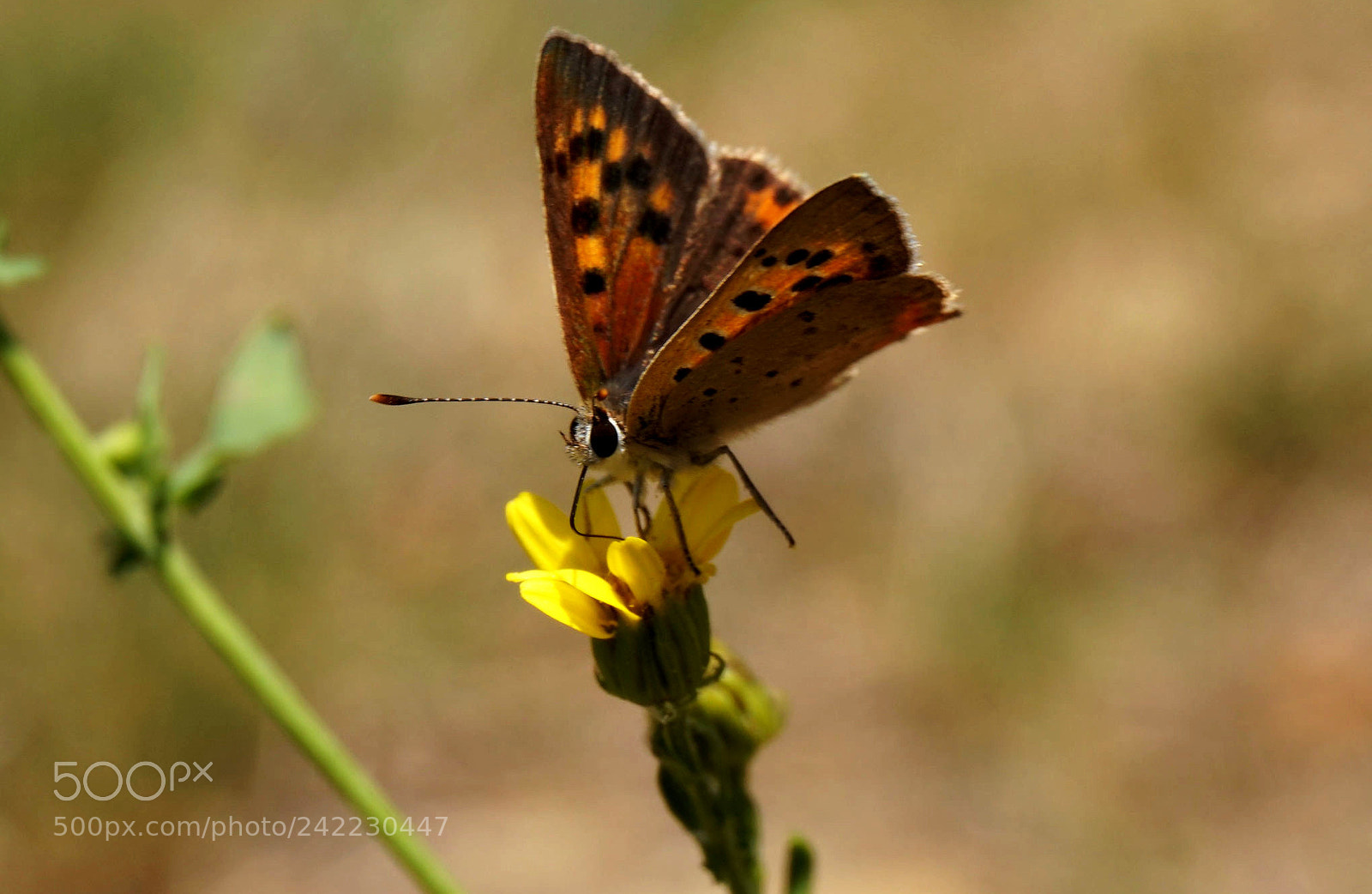 Sony Alpha a5000 (ILCE 5000) sample photo. Butterfly and yellow flower... photography