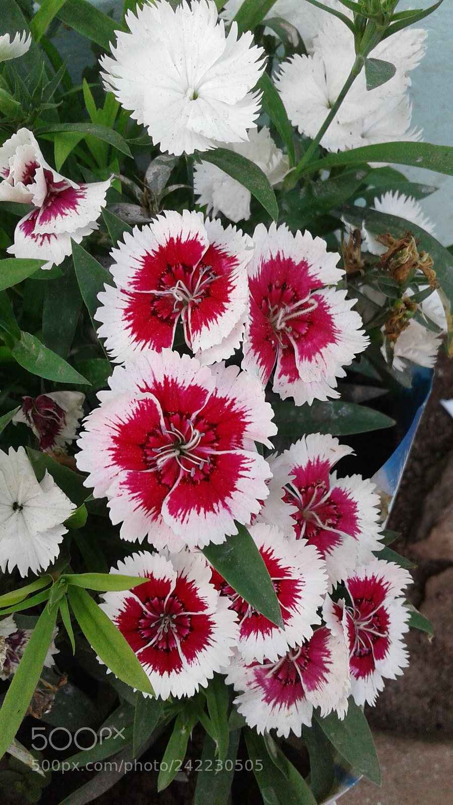 Samsung Galaxy J2 sample photo. Untitled photography