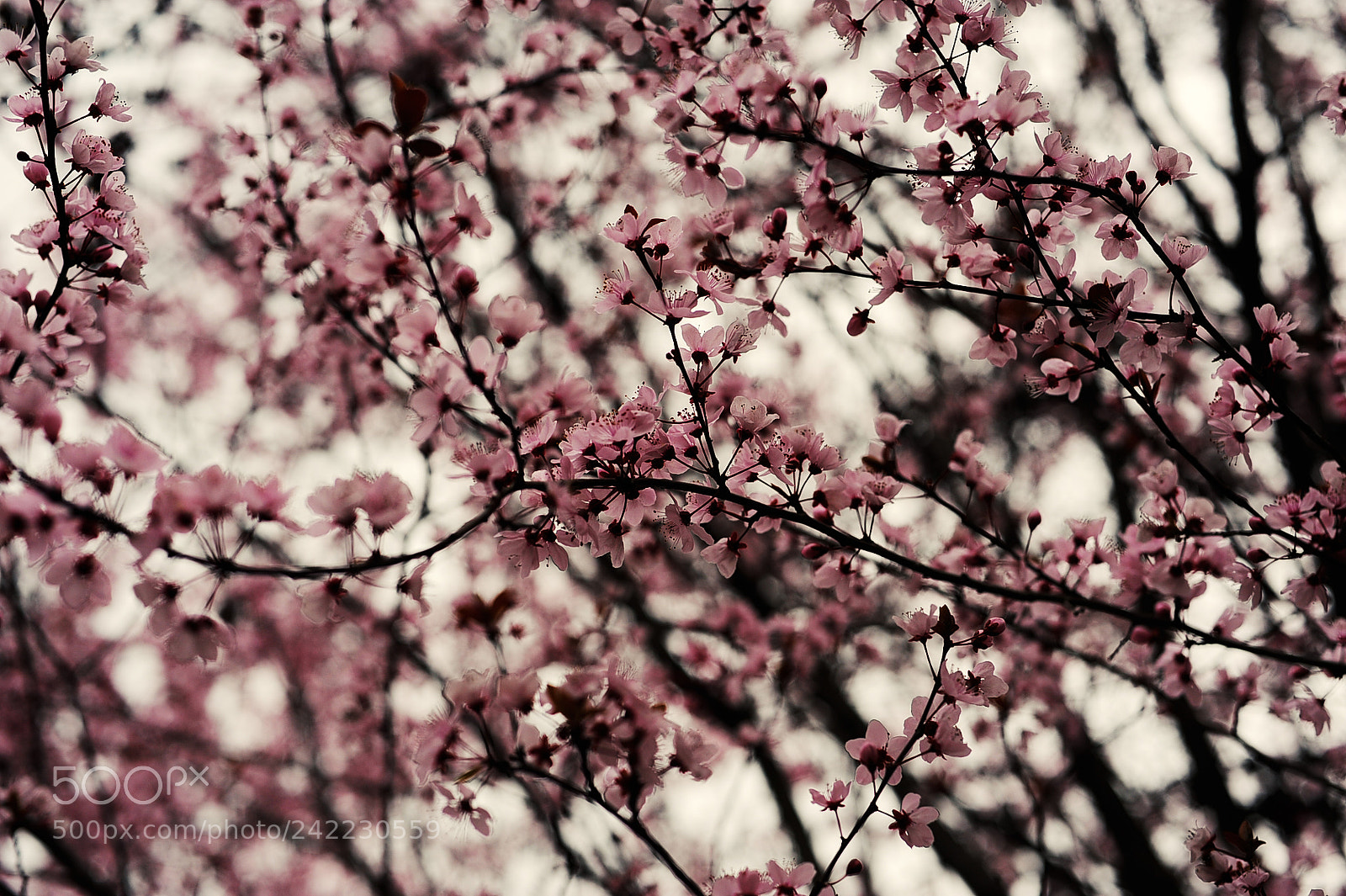 Nikon D700 sample photo. Flores photography