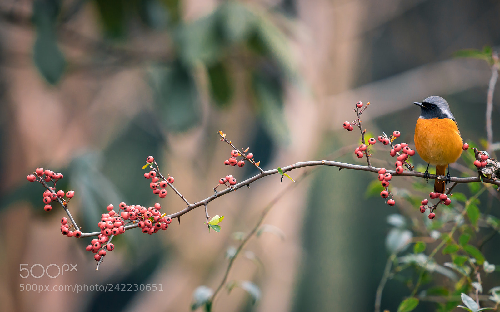 Sony a7R III sample photo. Untitled photography