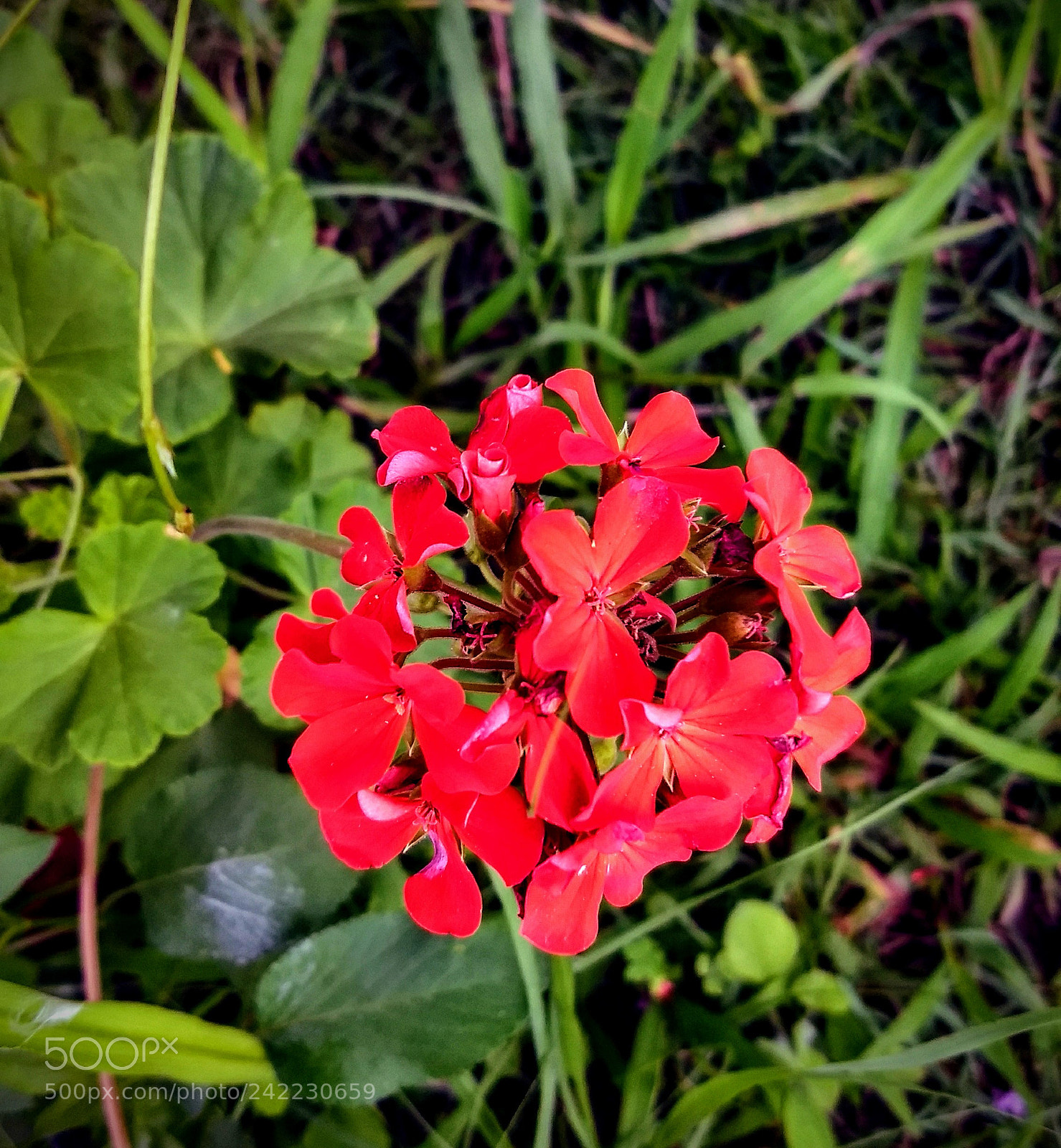 Motorola Moto Z (2) Play sample photo. Street flower photography