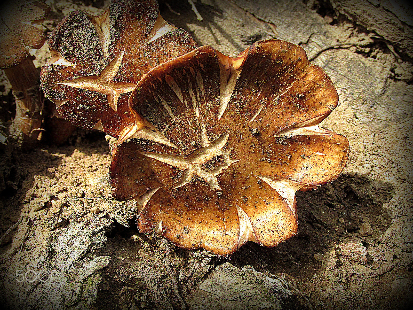 Canon PowerShot SX160 IS sample photo. Mushrooms photography