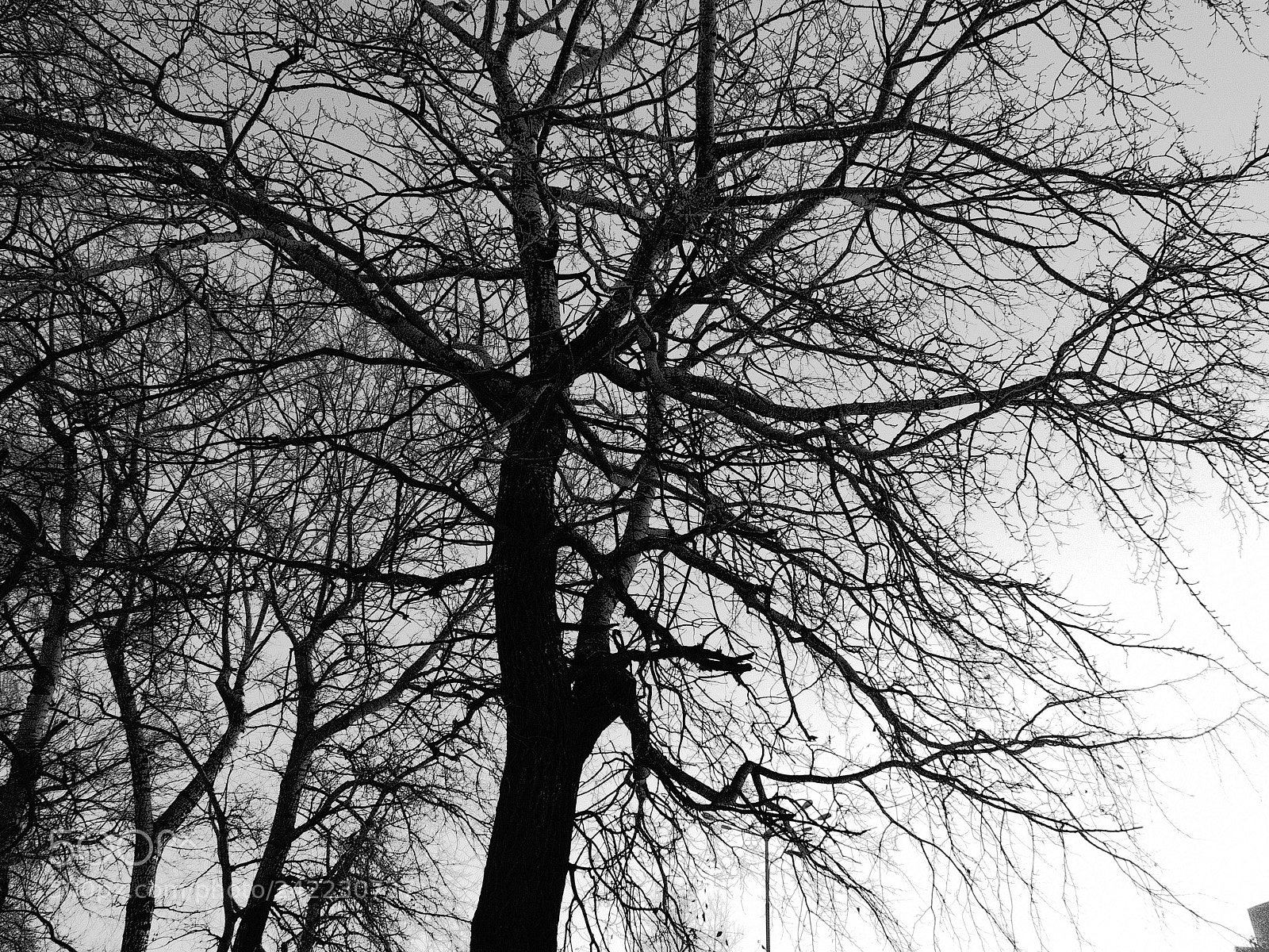 Fujifilm X20 sample photo. Кружева lace photography