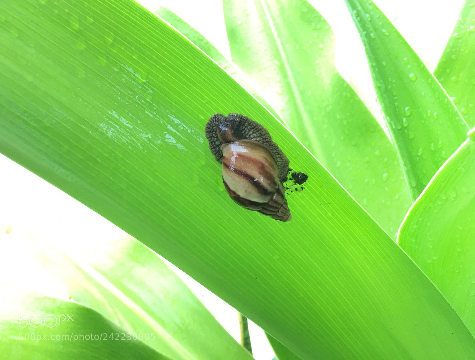 Apple iPhone 6s Plus sample photo. A snail in tanzania. photography
