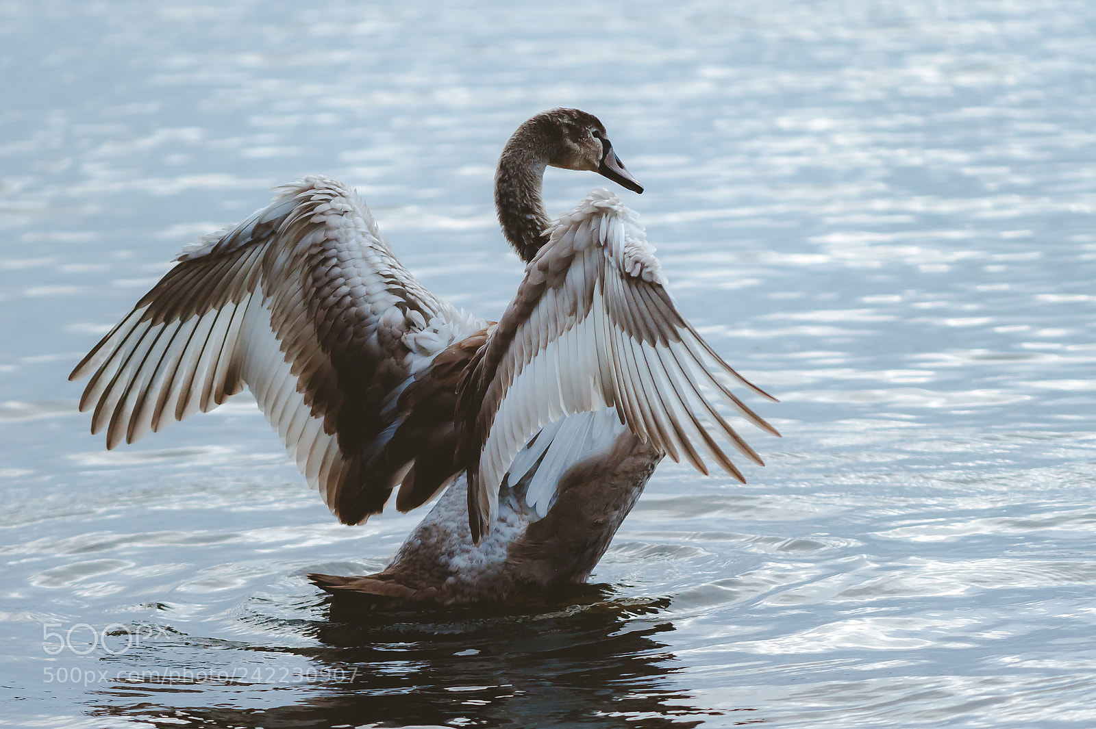 Nikon D700 sample photo. Swan photography