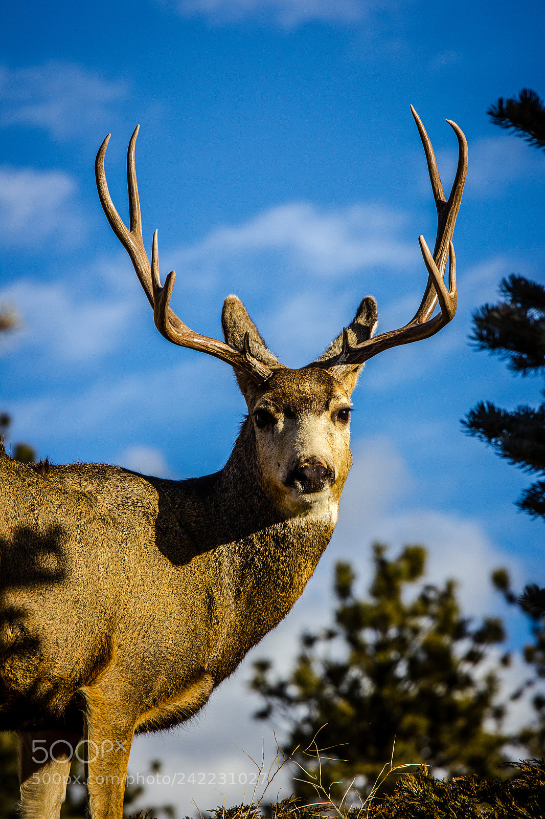Canon EOS 60D sample photo. Buck against blue sky photography