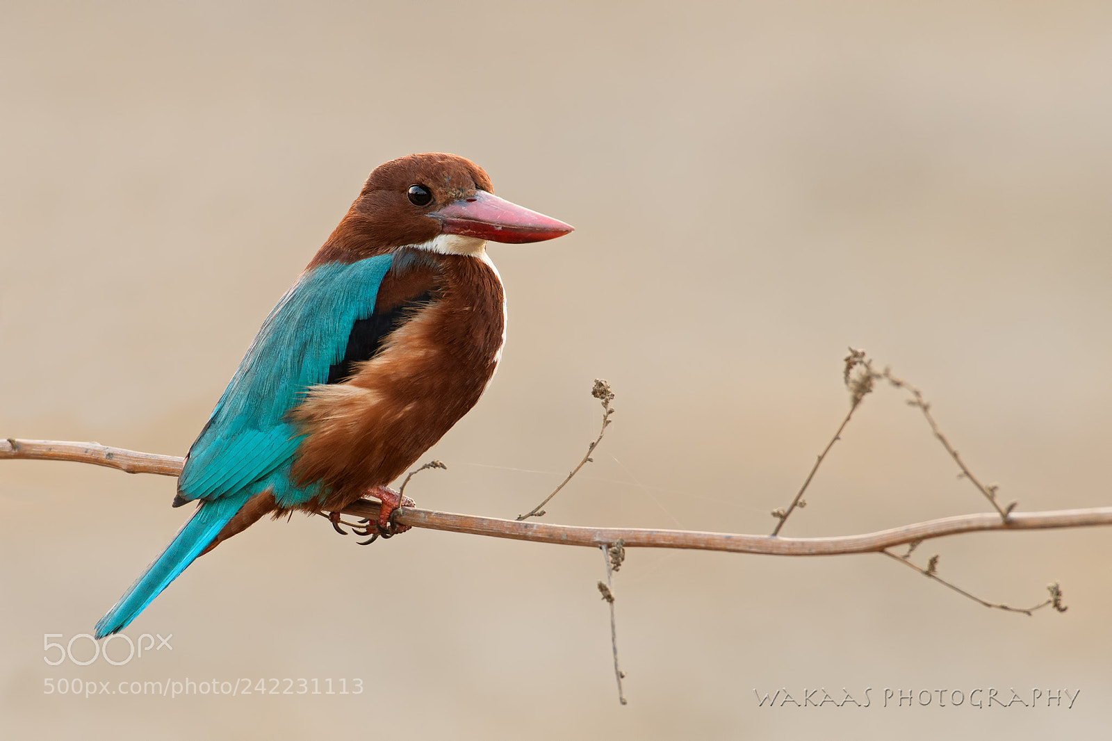 Nikon D500 sample photo. White-throated kingfisher photography