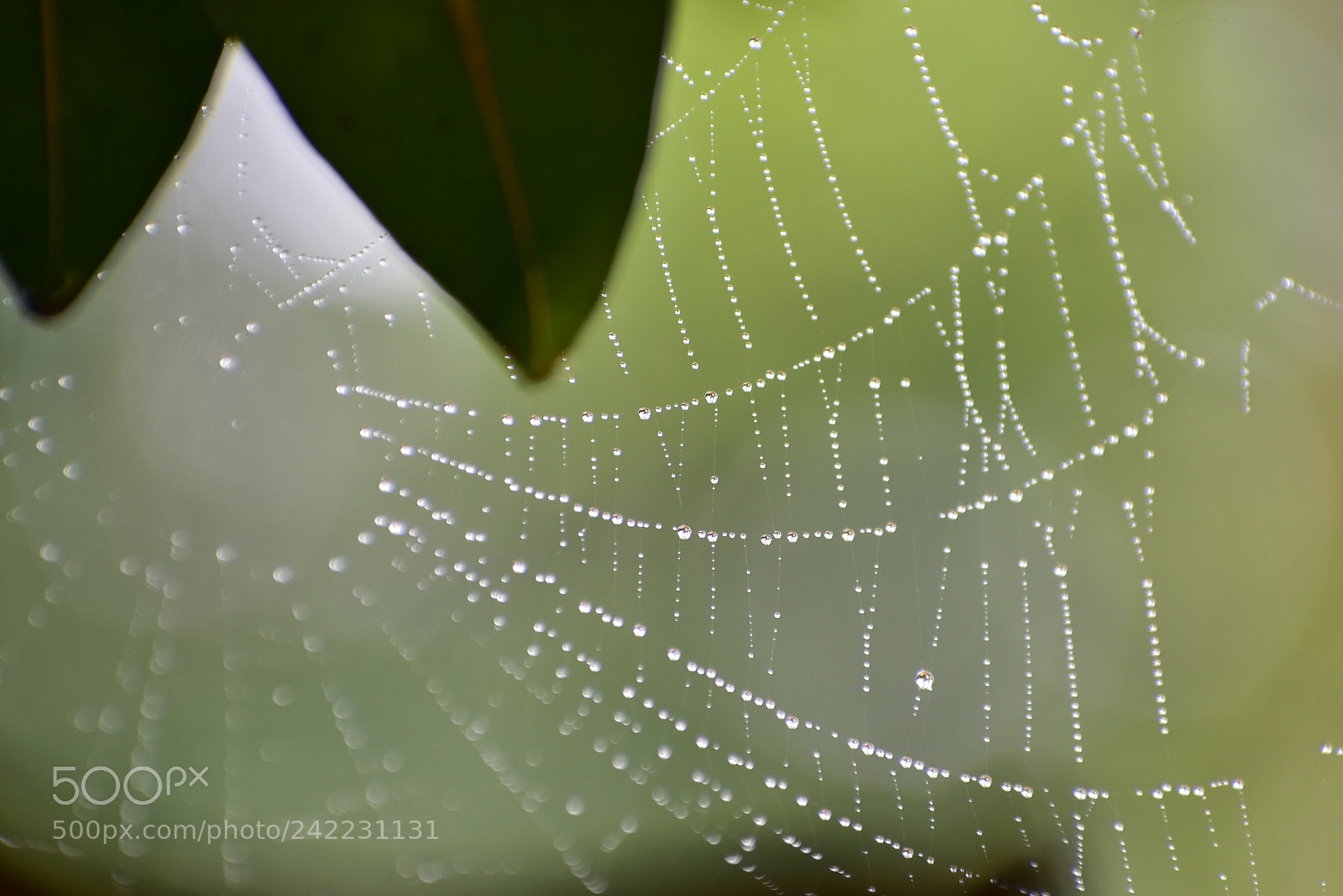 Nikon D3400 sample photo. Spider wave photography