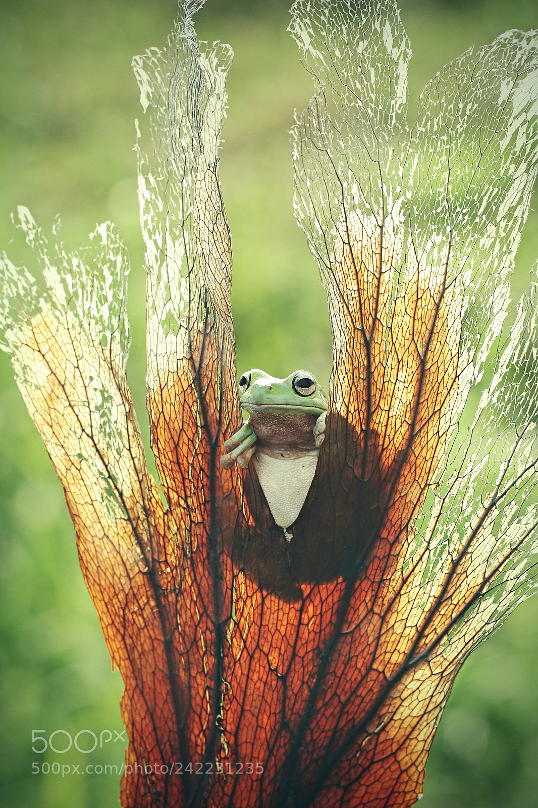 Canon EOS 60D sample photo. Frog on the top photography