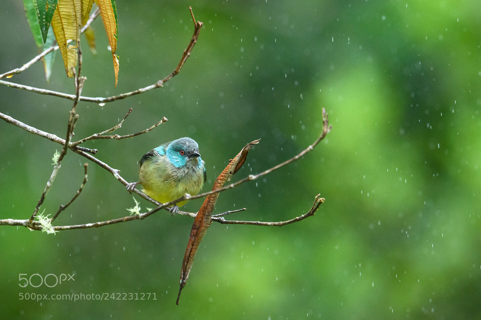 Nikon D850 sample photo. Scarlet thighed dacnis female photography