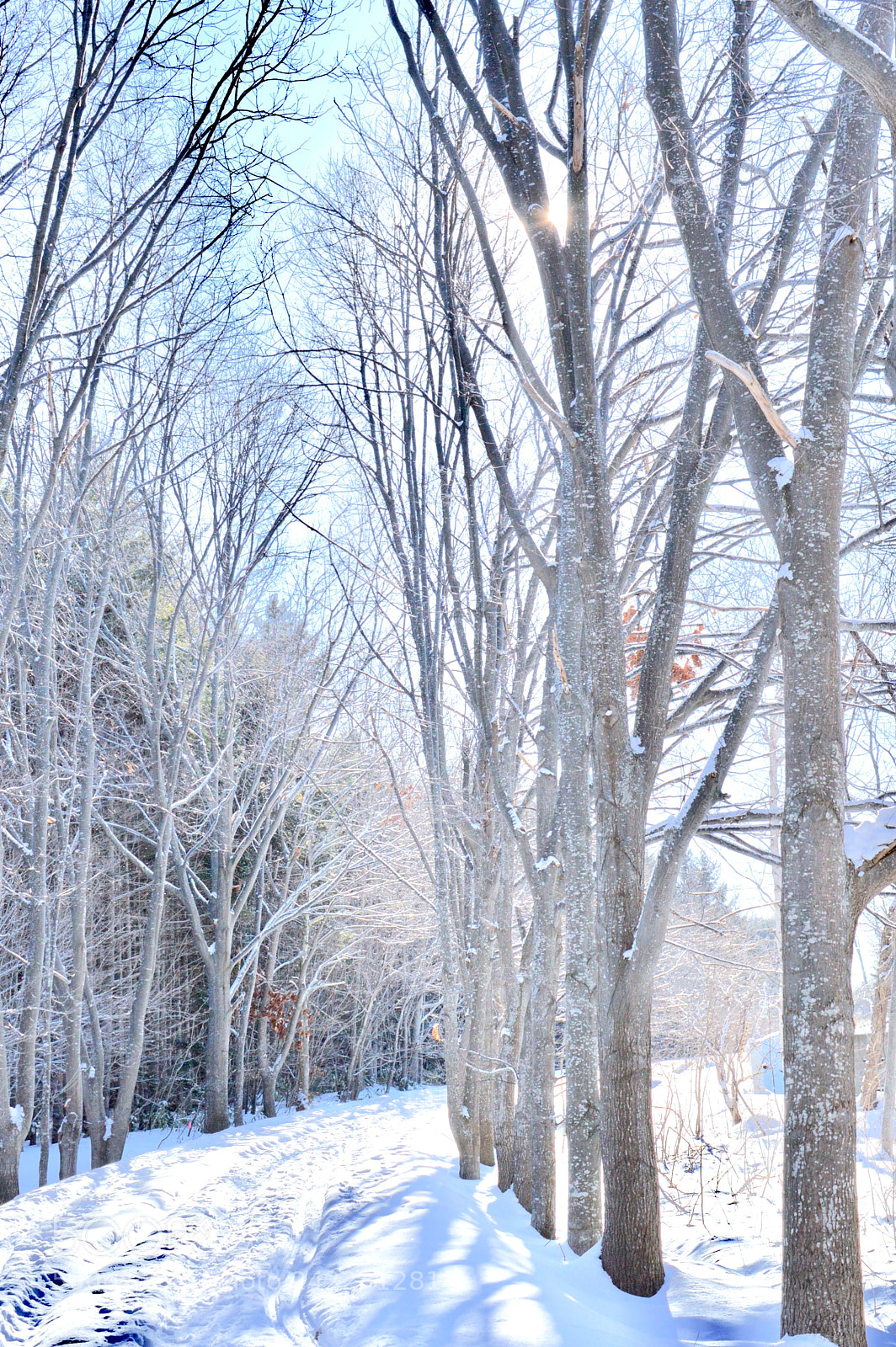 Nikon D3200 sample photo. Forest winter photography
