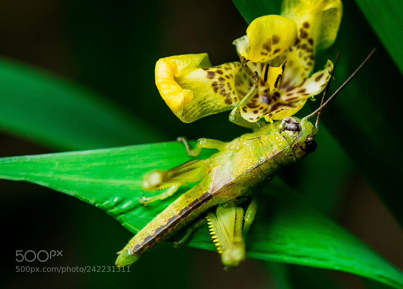 Nikon D600 sample photo. One eyed leaves eater photography