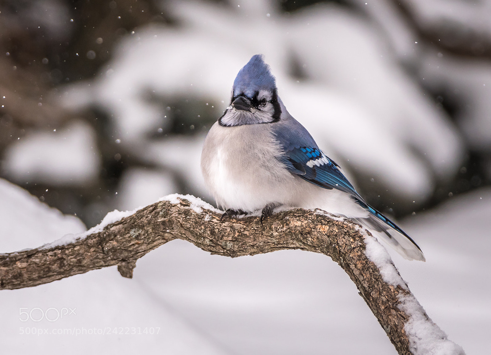 Nikon D500 sample photo. Blue jay in winter photography