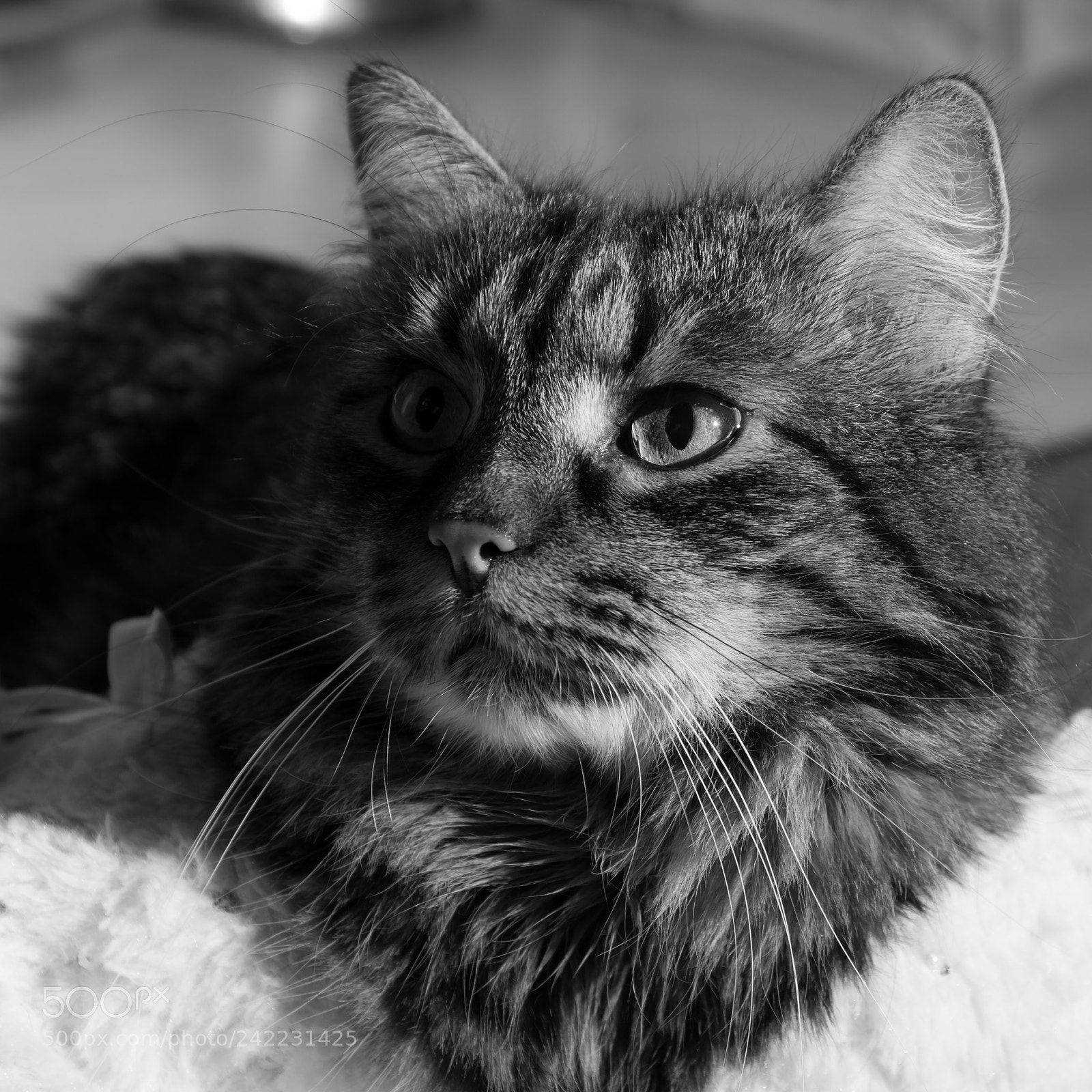 Nikon D7200 sample photo. Aslak photography