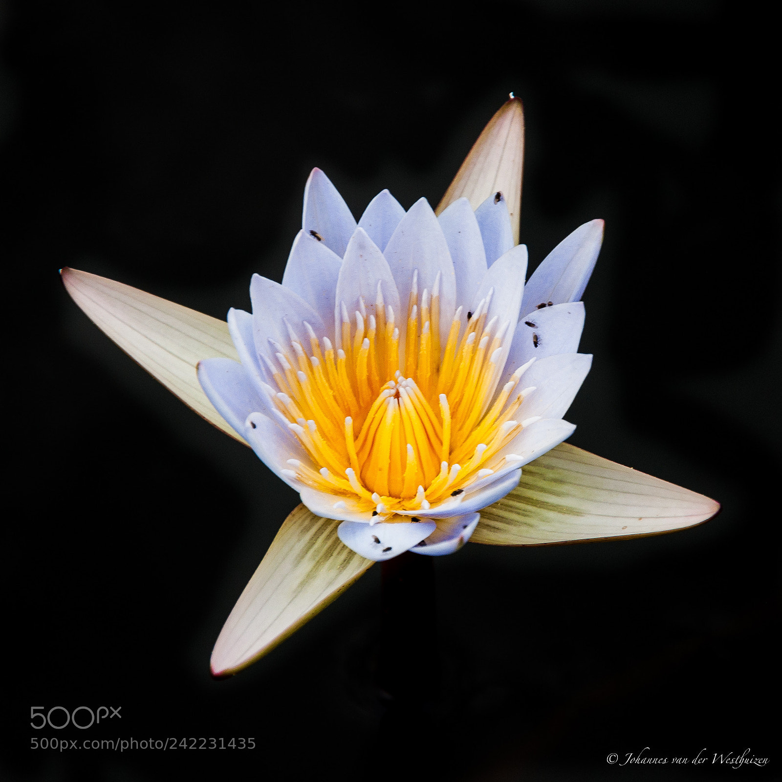 Nikon D90 sample photo. Water lilly photography