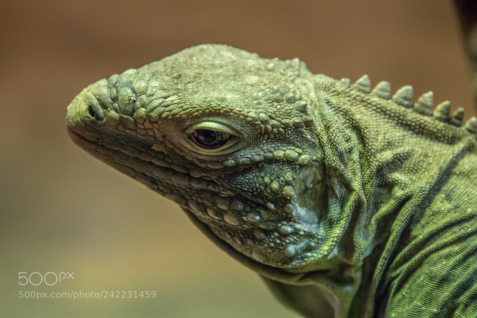 Canon EOS 6D Mark II sample photo. Green iguana photography