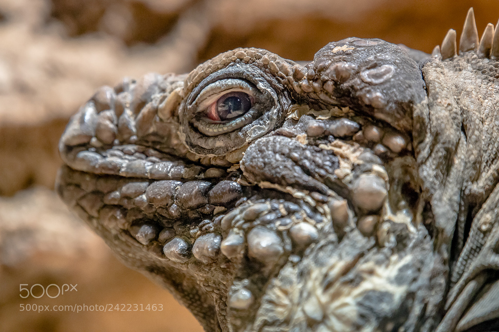 Canon EOS 6D Mark II sample photo. Blue iguana photography