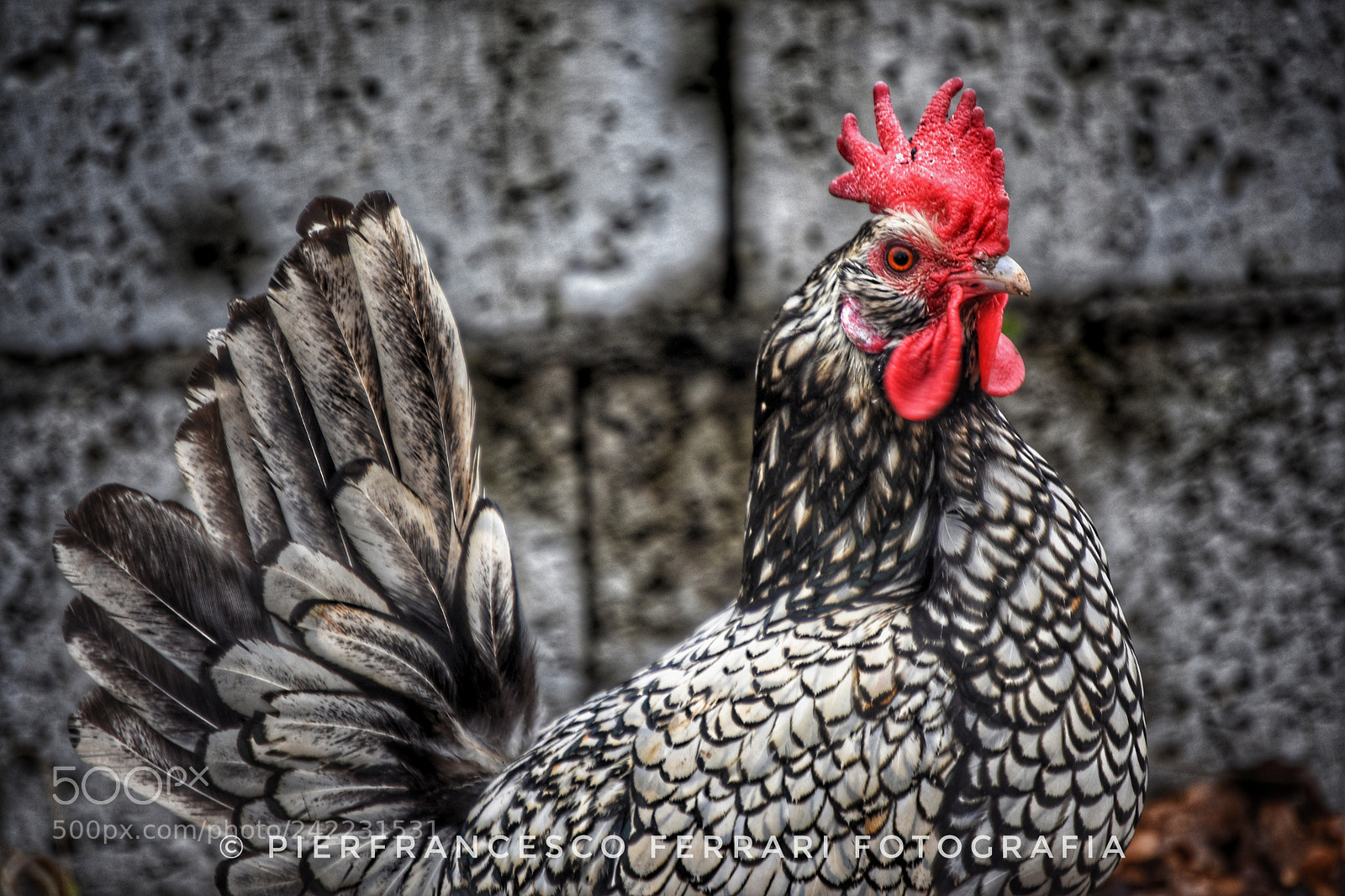 Nikon D7200 sample photo. Buon pomeriggio da me photography