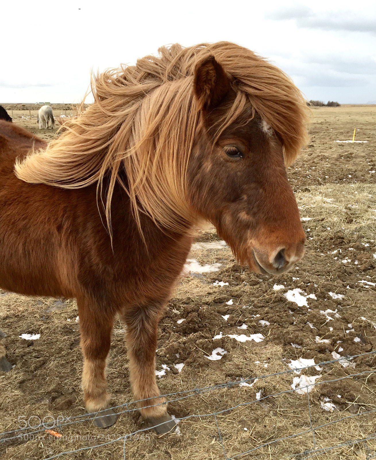 Apple iPhone 6 sample photo. Icelandic horse photography