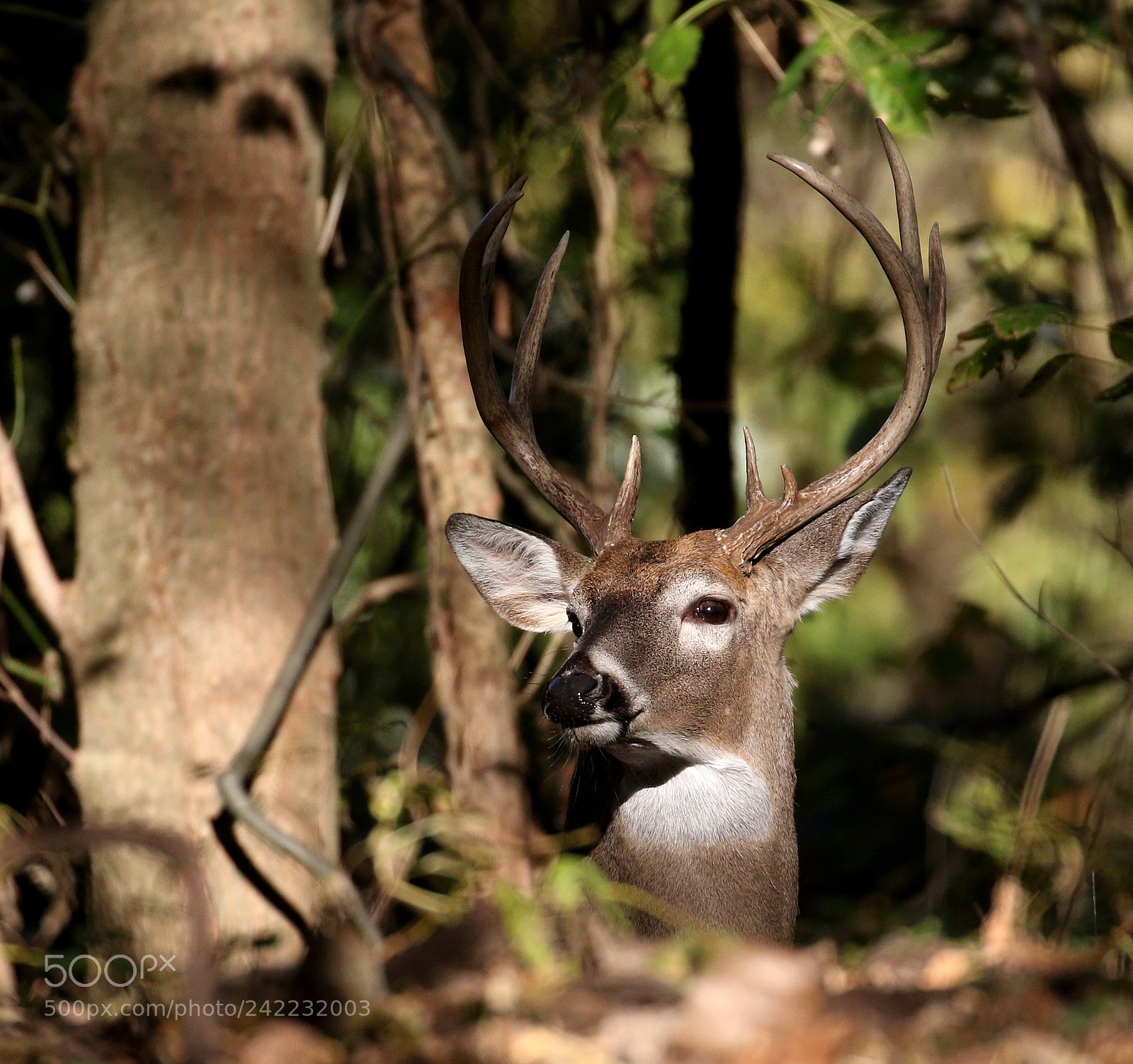 Canon EOS 7D Mark II sample photo. Bedded buck photography