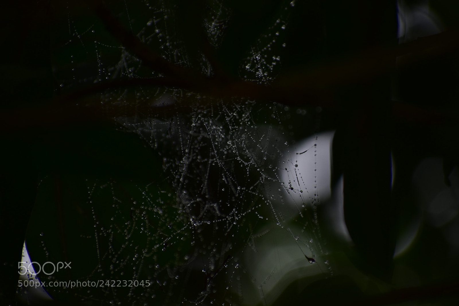Nikon D3400 sample photo. Spider wave photography