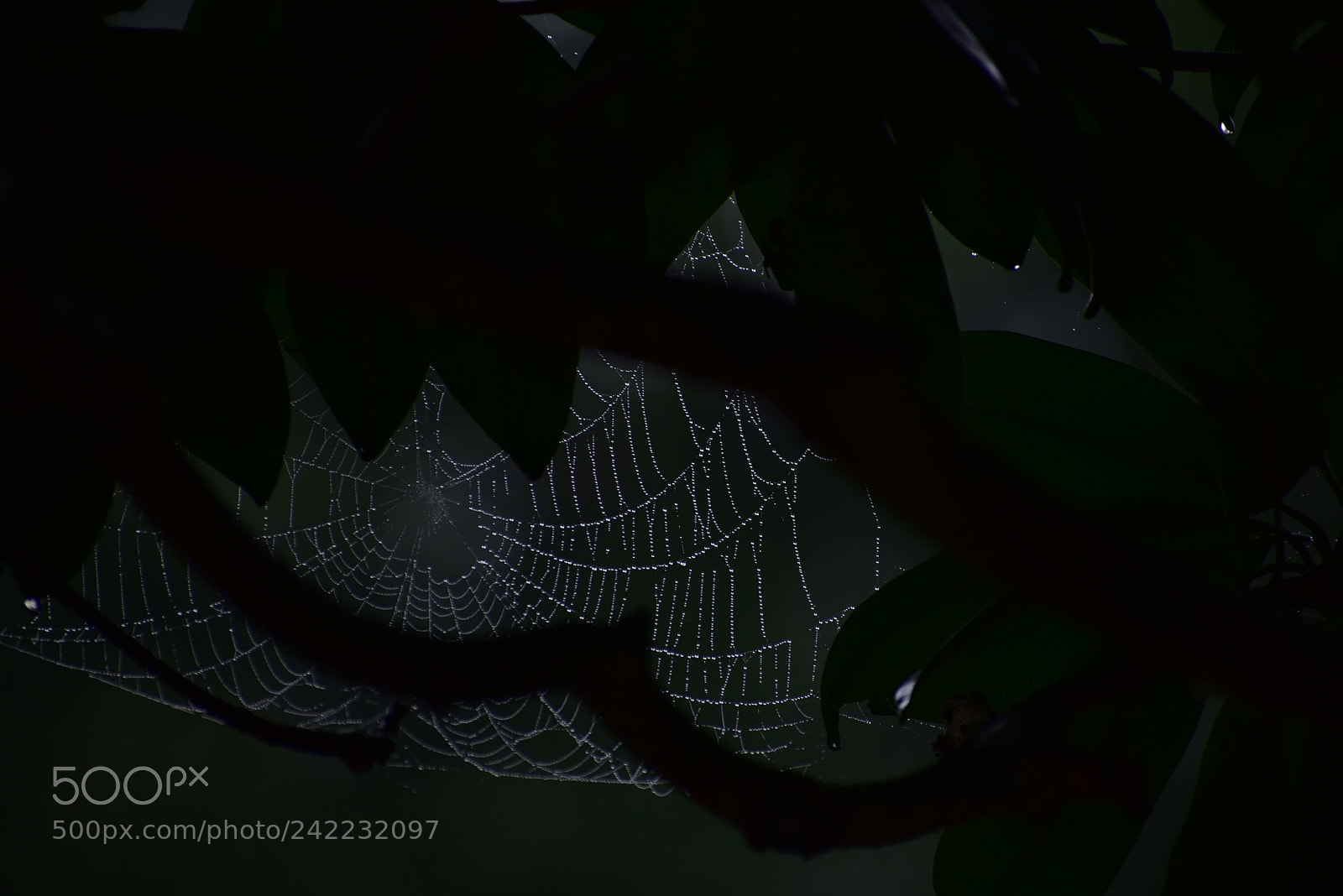 Nikon D3400 sample photo. Spider wave photography