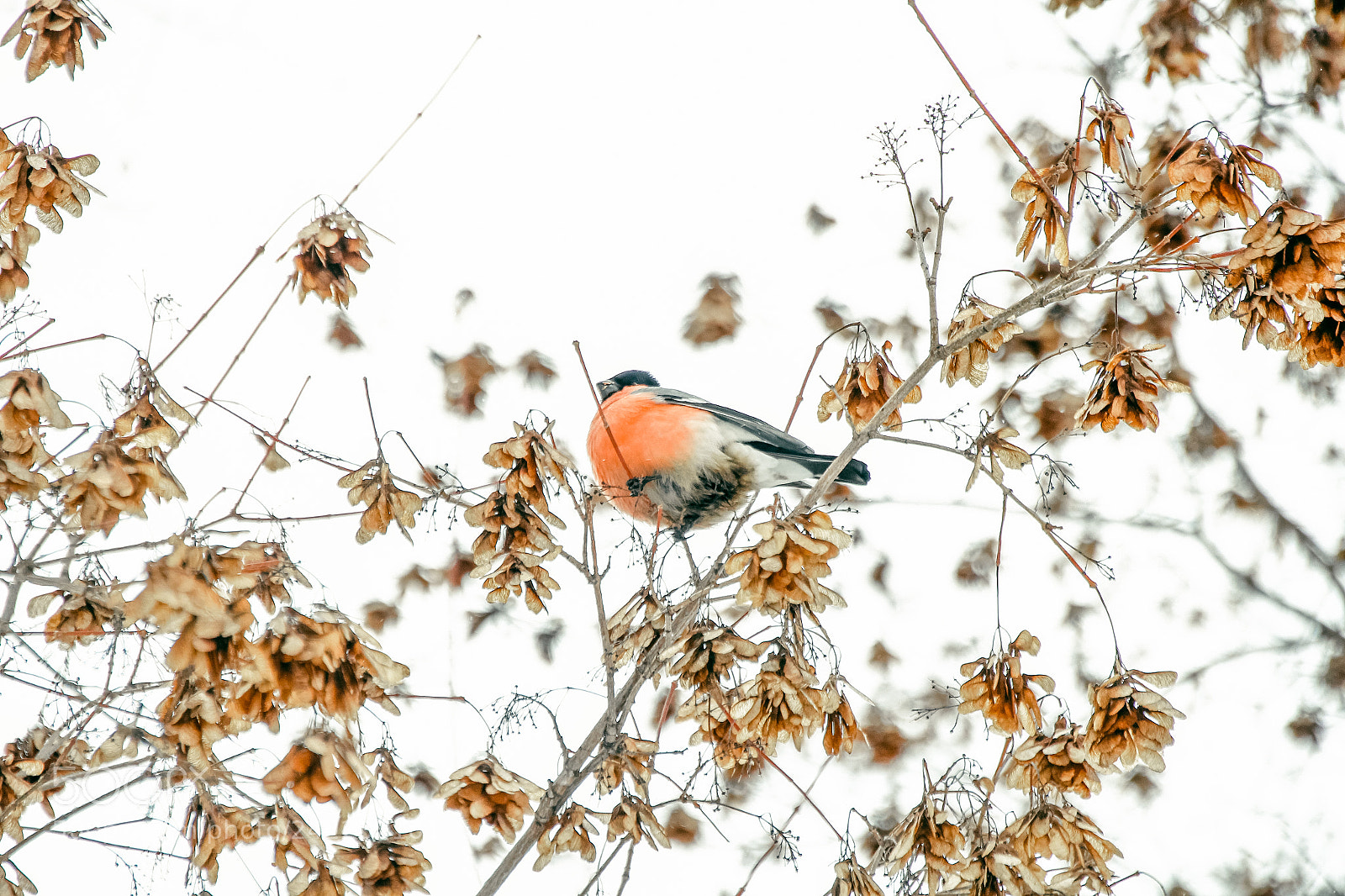 Canon EOS 60D sample photo. Bullfinch photography