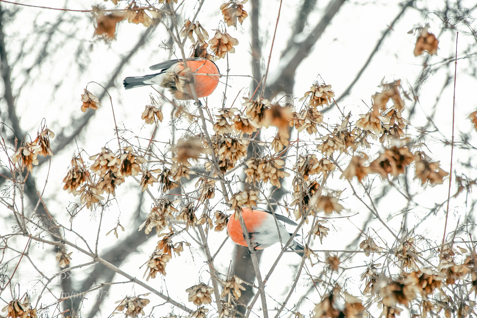 Canon EOS 60D sample photo. Bullfinch photography
