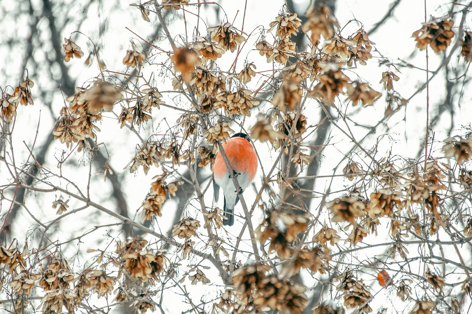 Canon EOS 60D sample photo. Bullfinch photography