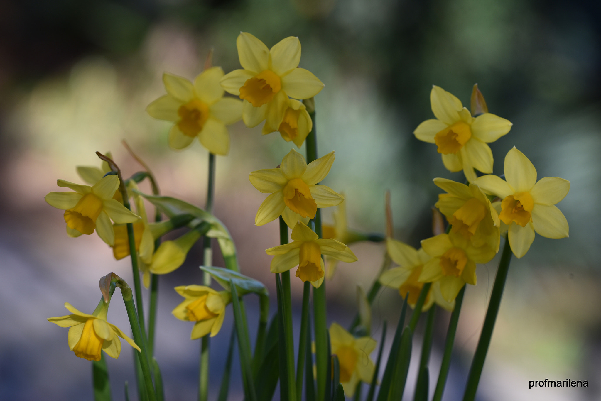 Sigma 150mm F2.8 EX DG OS Macro HSM sample photo. Mellow yellow photography