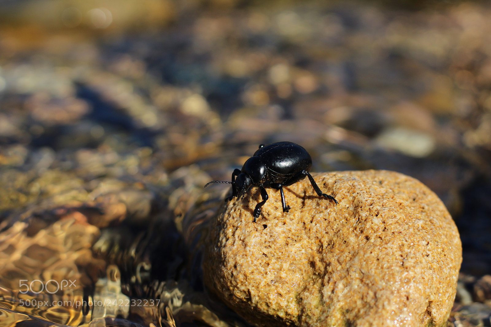 Canon EOS 1300D (EOS Rebel T6 / EOS Kiss X80) + Canon EF 50mm F1.8 STM sample photo. Resting water photography