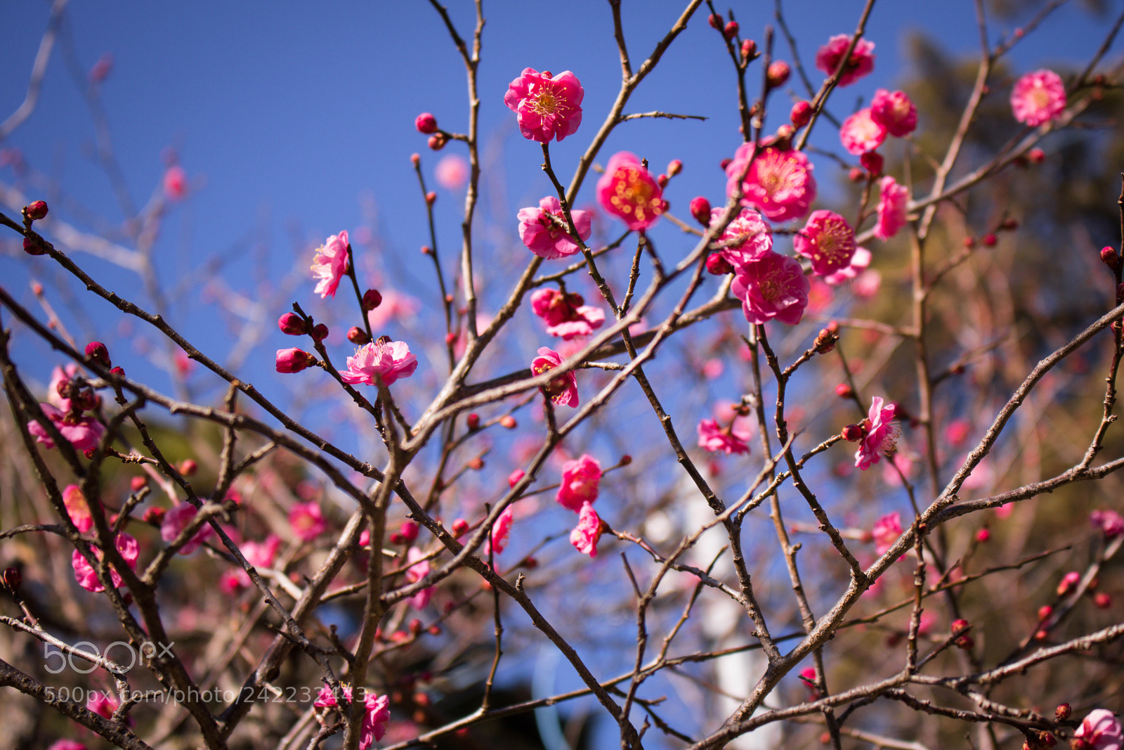 Canon EOS 750D (EOS Rebel T6i / EOS Kiss X8i) sample photo. Cherry blossom photography