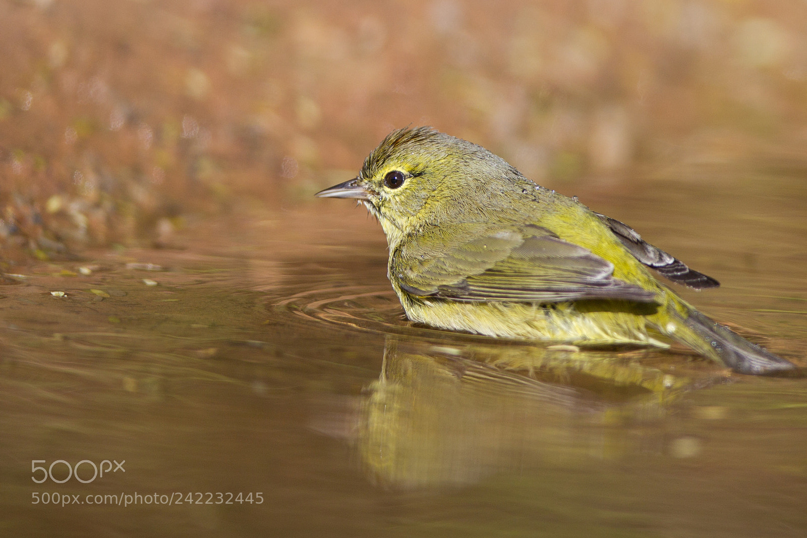 Canon EOS-1D Mark IV sample photo. Orange-crowned warbler photography