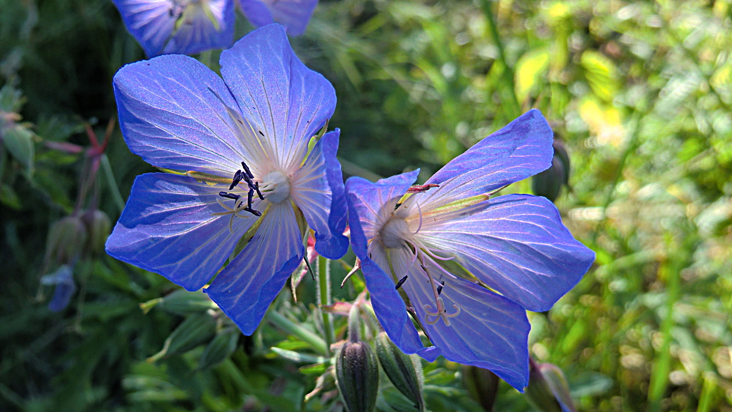 CASIO EX-H15 sample photo. Lg photography