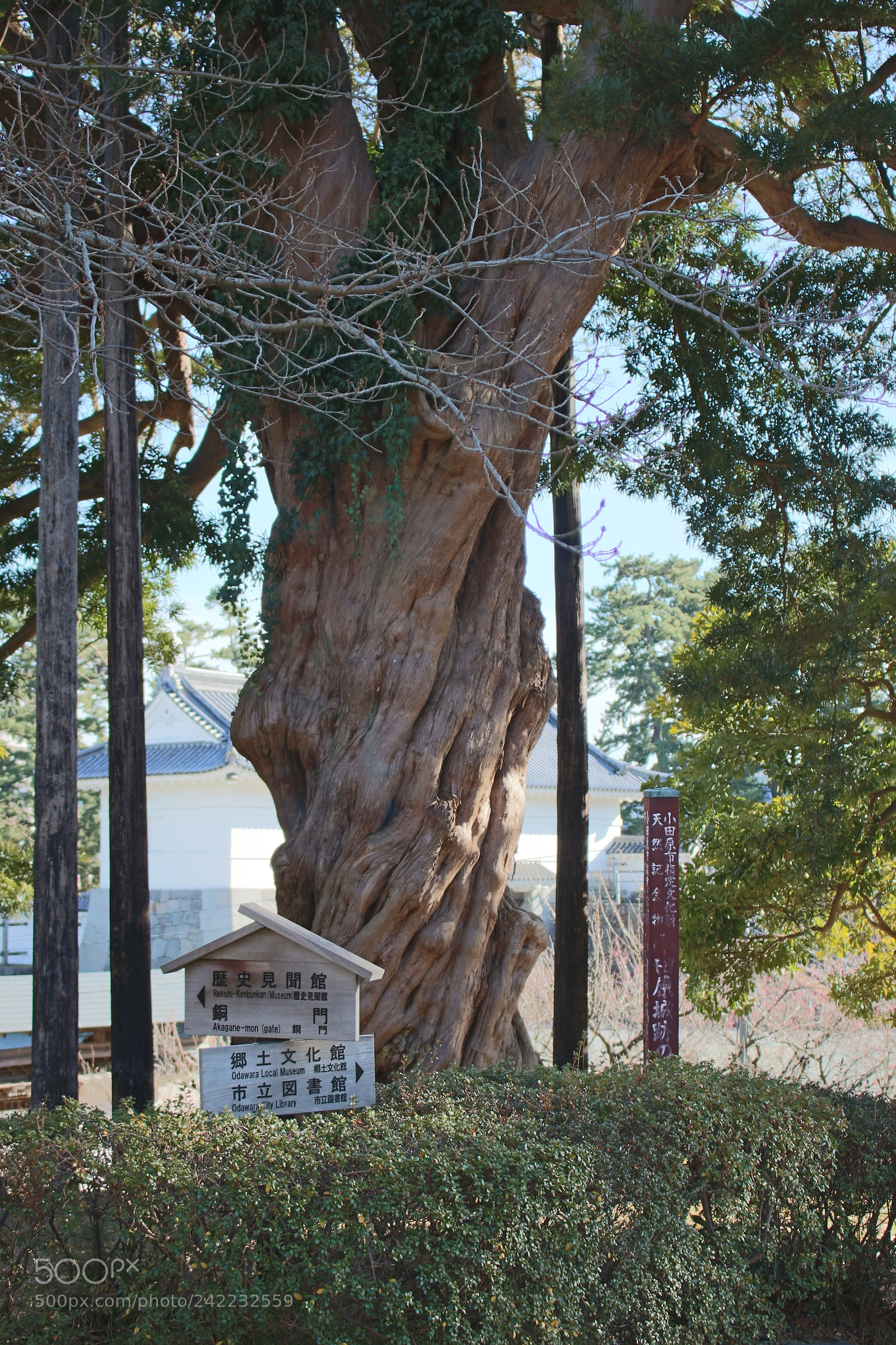 Canon EOS 750D (EOS Rebel T6i / EOS Kiss X8i) sample photo. Tree of life photography