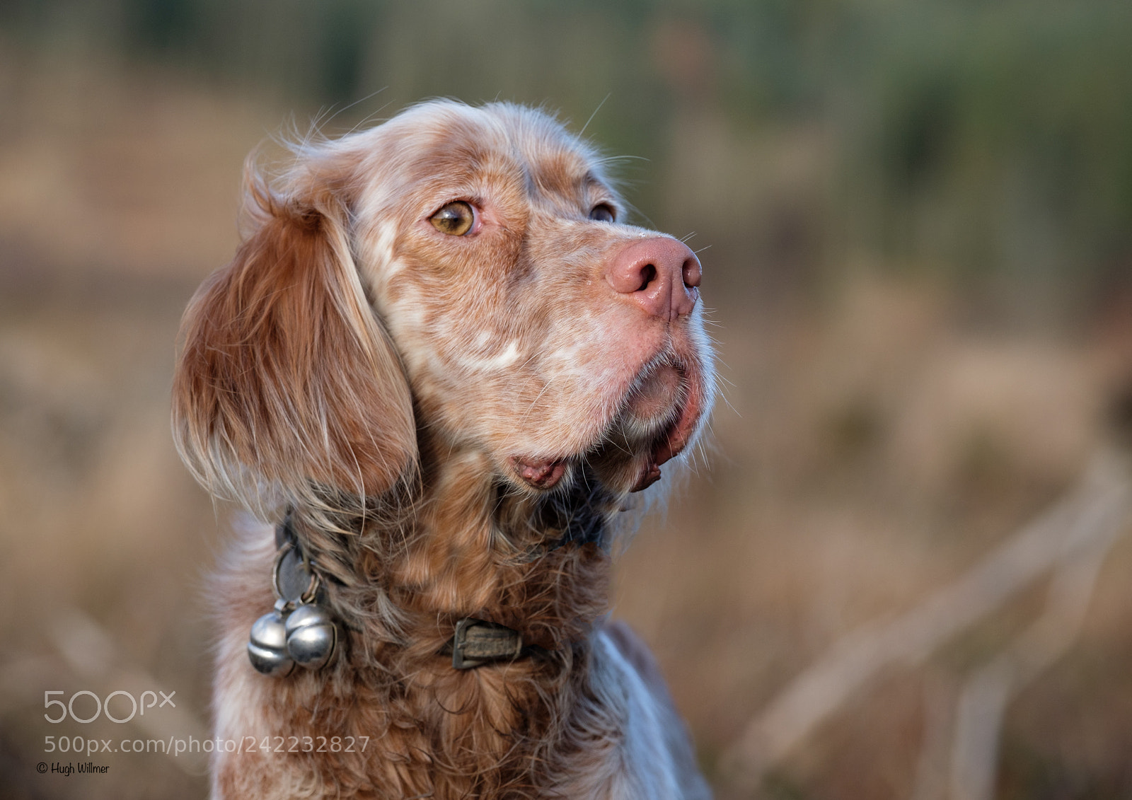 Fujifilm X-T2 sample photo. "chivers" photography