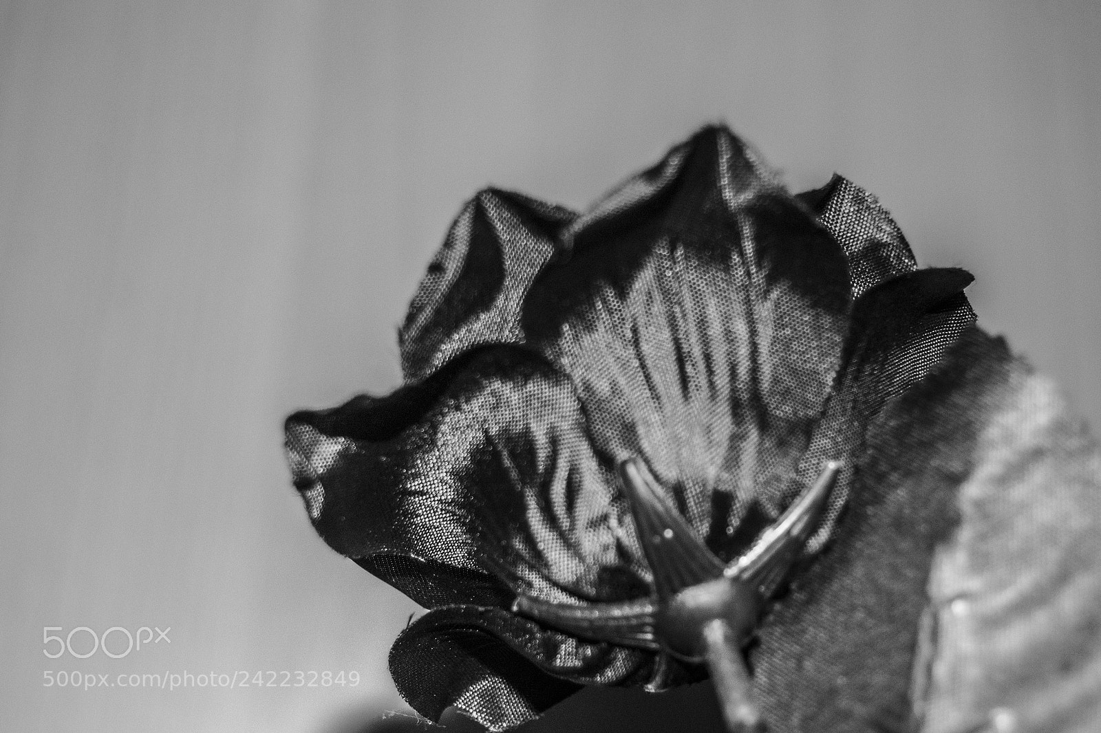 Nikon D3100 sample photo. Cute black photography