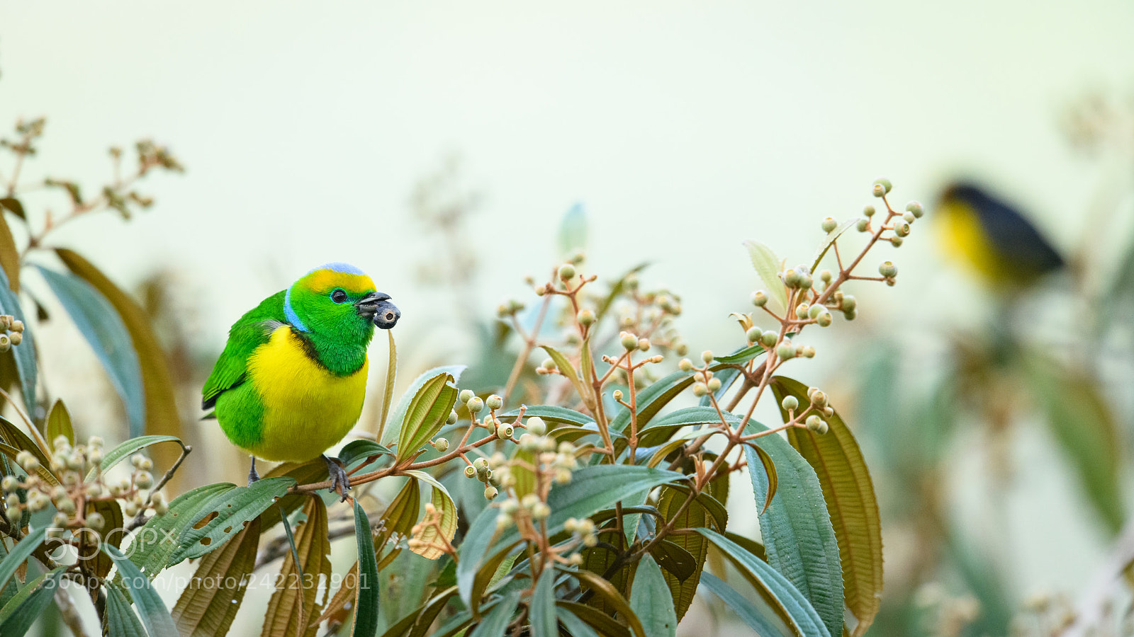 Nikon D850 sample photo. Golden browed chlorophonia photography
