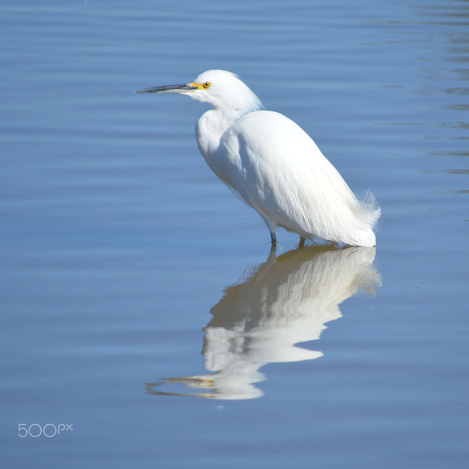 Nikon D5200 sample photo. Egret profile in shallow water photography