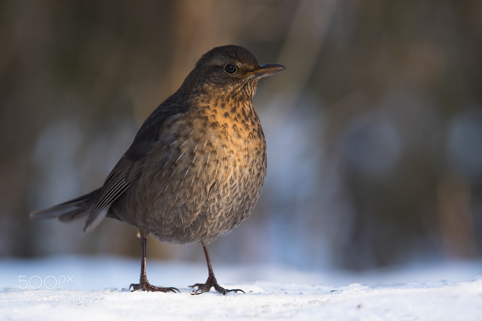 Canon EOS 7D Mark II sample photo. Blackbird photography