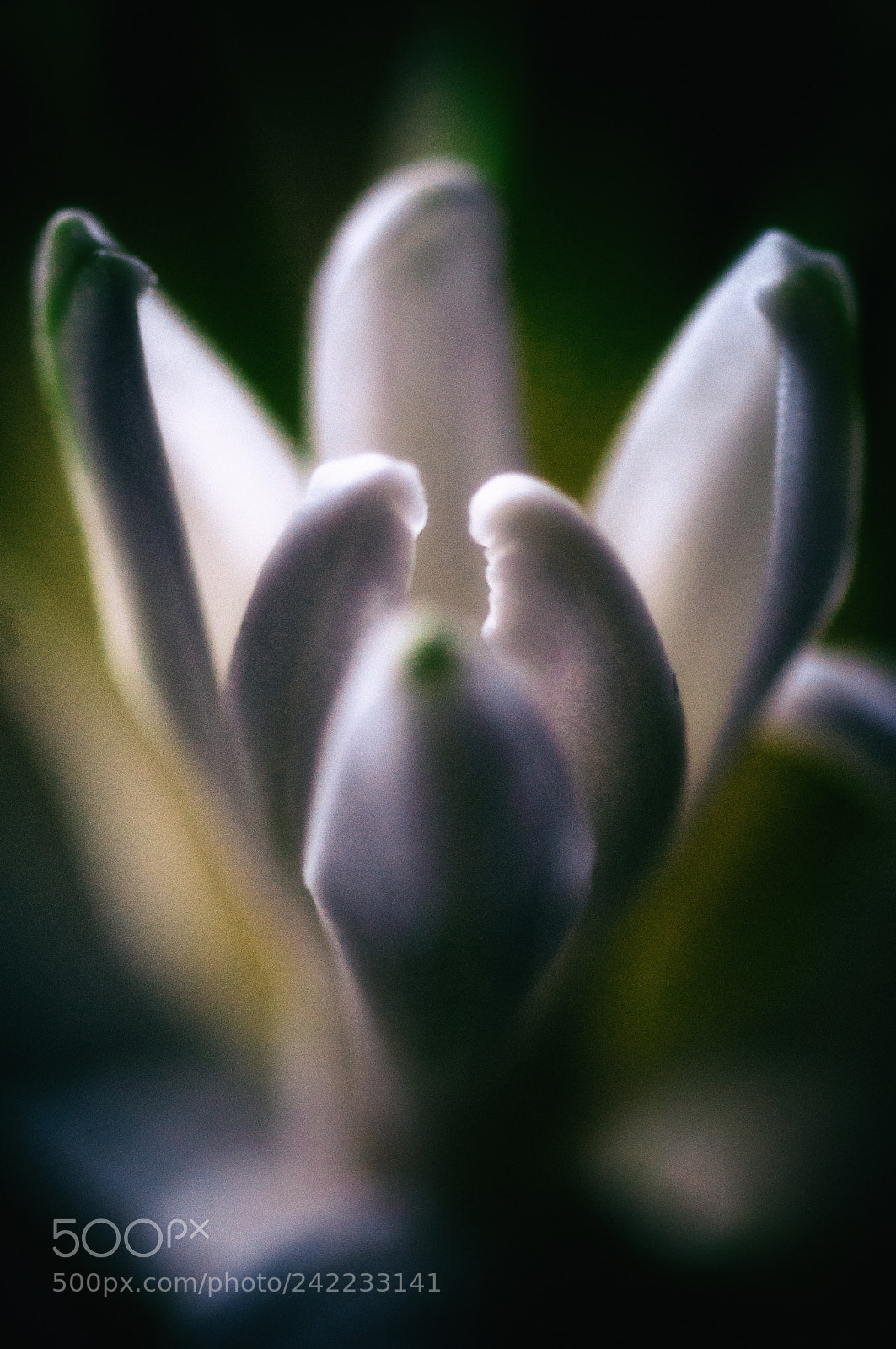 Nikon D90 sample photo. Hyacinth 2 photography
