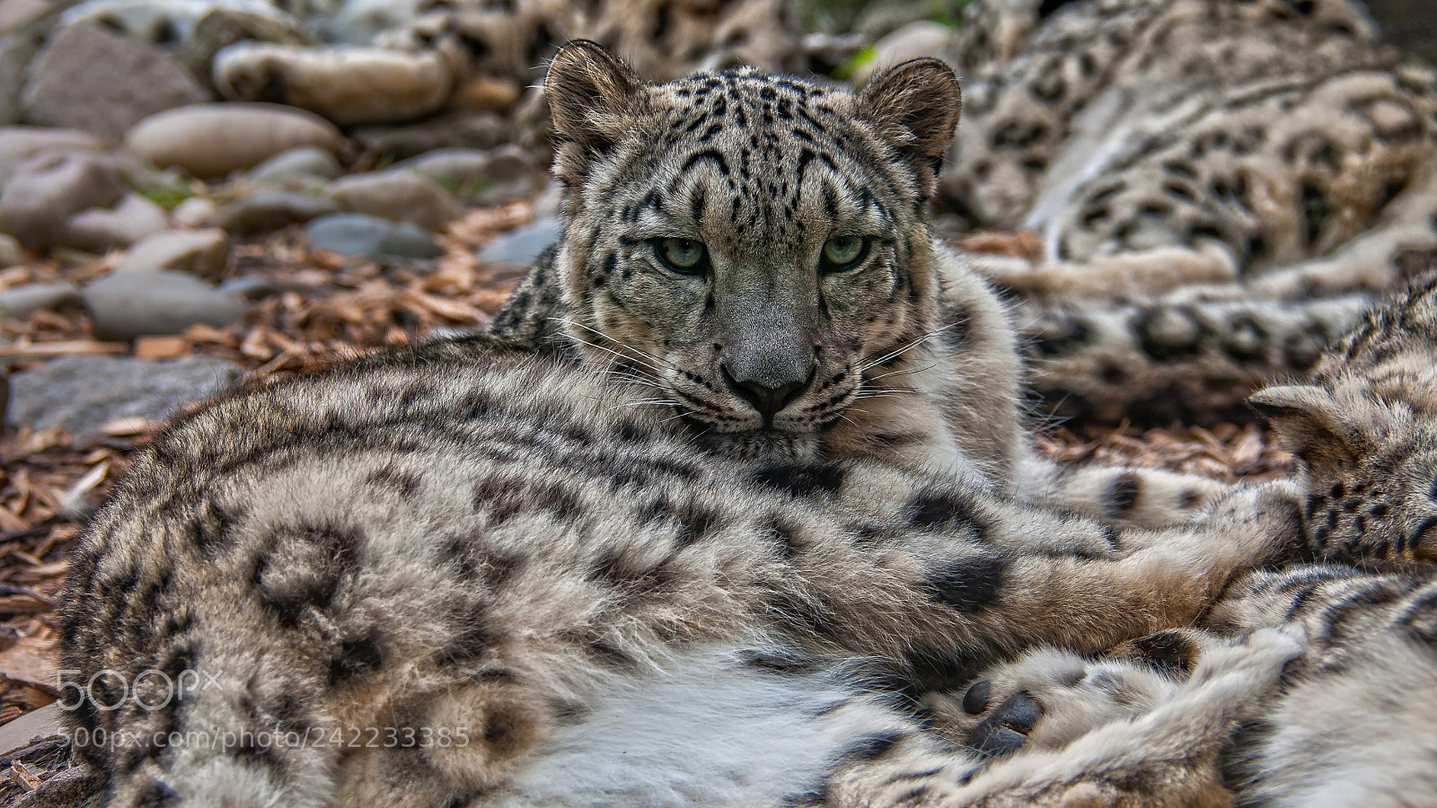 Nikon D300S sample photo. Schneeleopard photography