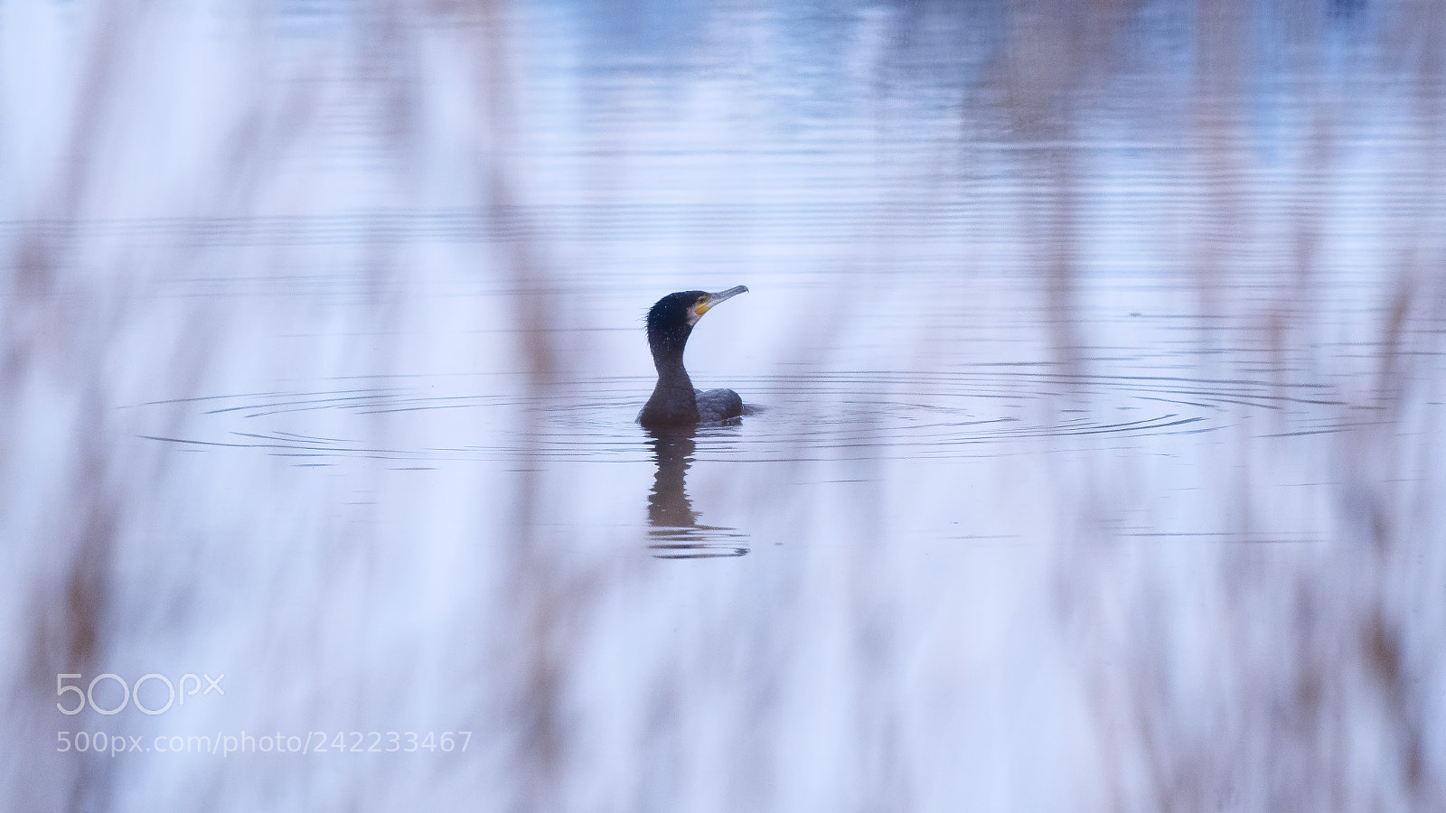 Nikon D500 sample photo. Cormorant... photography