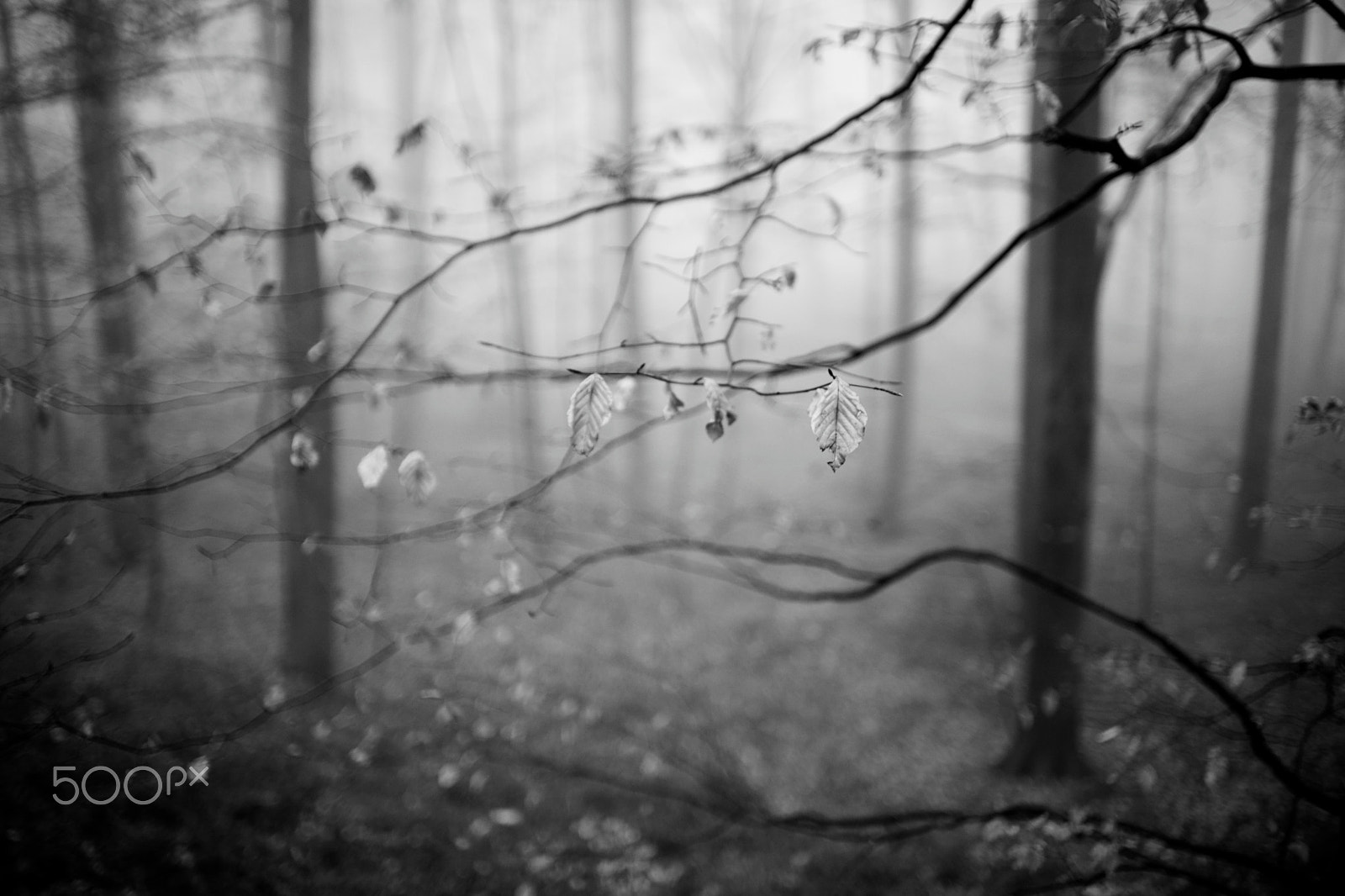 Sony 35mm F1.4 G sample photo. Foggy forest, 22-12-2016 (#2), bw photography