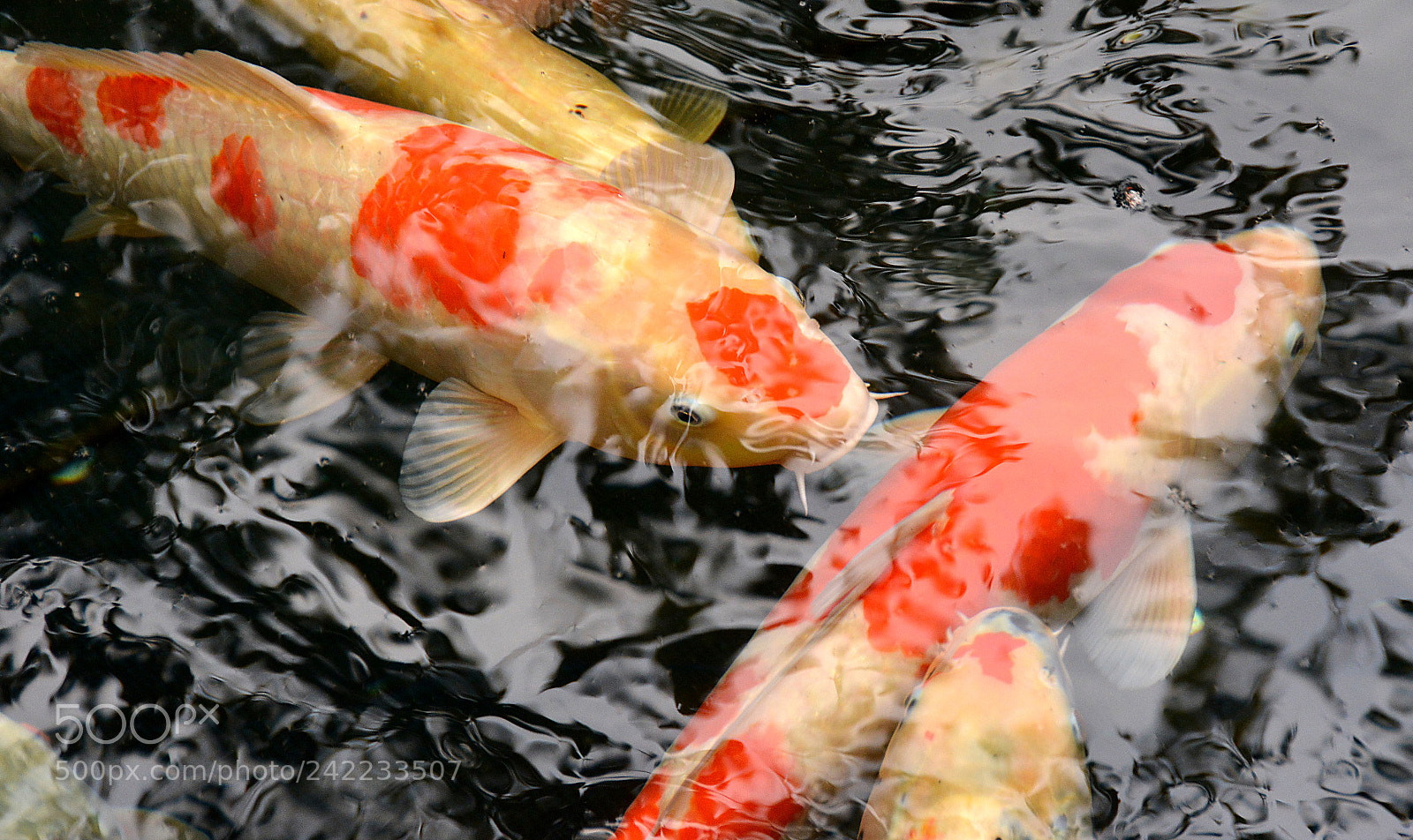 Nikon D7100 sample photo. Koi carps photography