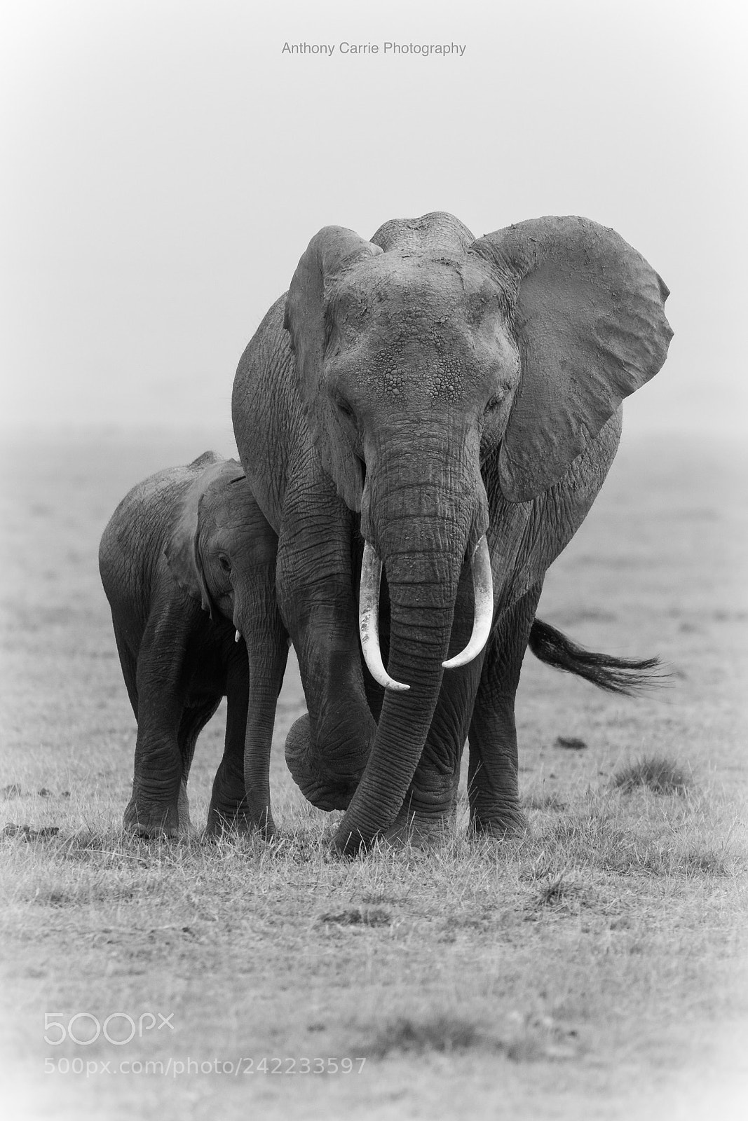 Canon EOS 6D Mark II sample photo. Elephant mama with her photography