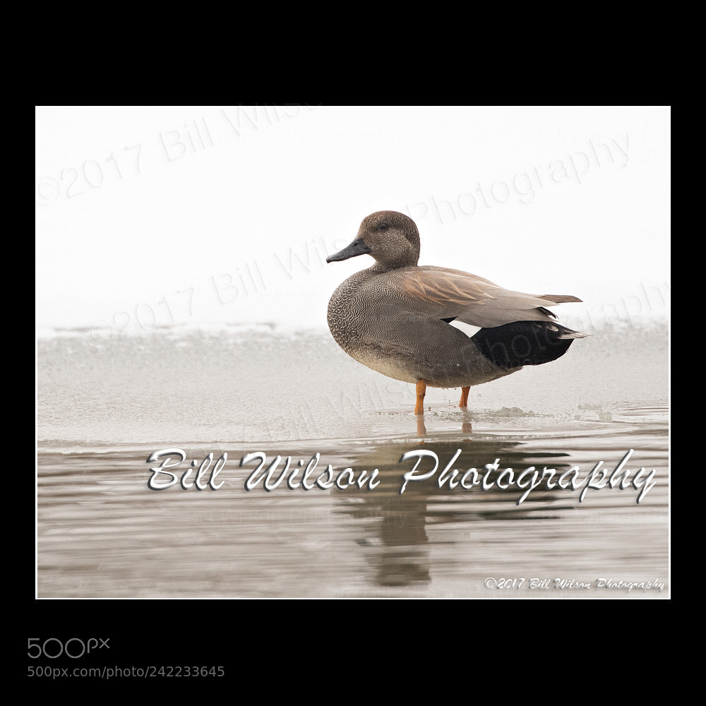 Nikon D500 sample photo. Gadwall snow photography